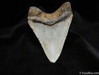 Megalodon Tooth #99-1
